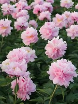 Princess Series Peony 20 Seeds - Medium-Sized Pink Double Blossoms - £9.39 GBP