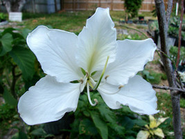 Bauhinia acuminata WHITE ORCHID TREE exotic flower bonsai plant  seed 30 seeds - $9.99