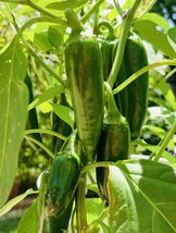 THJAR 50+ Fresh Harvest Hot Jalapeño Pepper Seeds NonGMO Heirloom Variety - $6.99