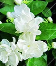 Arabian Jasmine Pure White Jasmine Bonsai Flower In Pot 10 Seeds Fresh Garden - £4.97 GBP