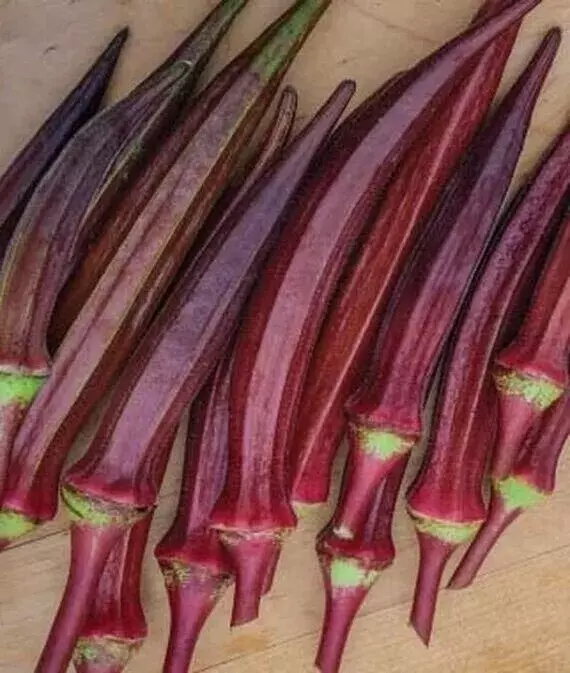 BPASTORE 50 Seeds Red Burgundy Okra Non Gmo Heirloom - £7.20 GBP