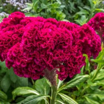 Celosia Argentea Cristata Cockscomb 100 Seeds - £14.35 GBP