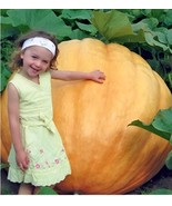 Atlantic GIANT XXL Pumpkin seeds, gift for him her mom dad teacher DIY b... - $9.95