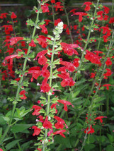 50+ Seeds - Scarlet Sage Native Wildflower - £7.18 GBP