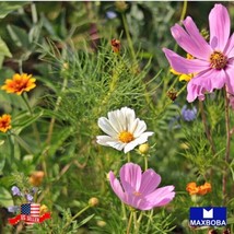 1 4 Oz Wildflower Seeds - Hummingbird And Butterfly Garden Usa Shipping - £17.76 GBP