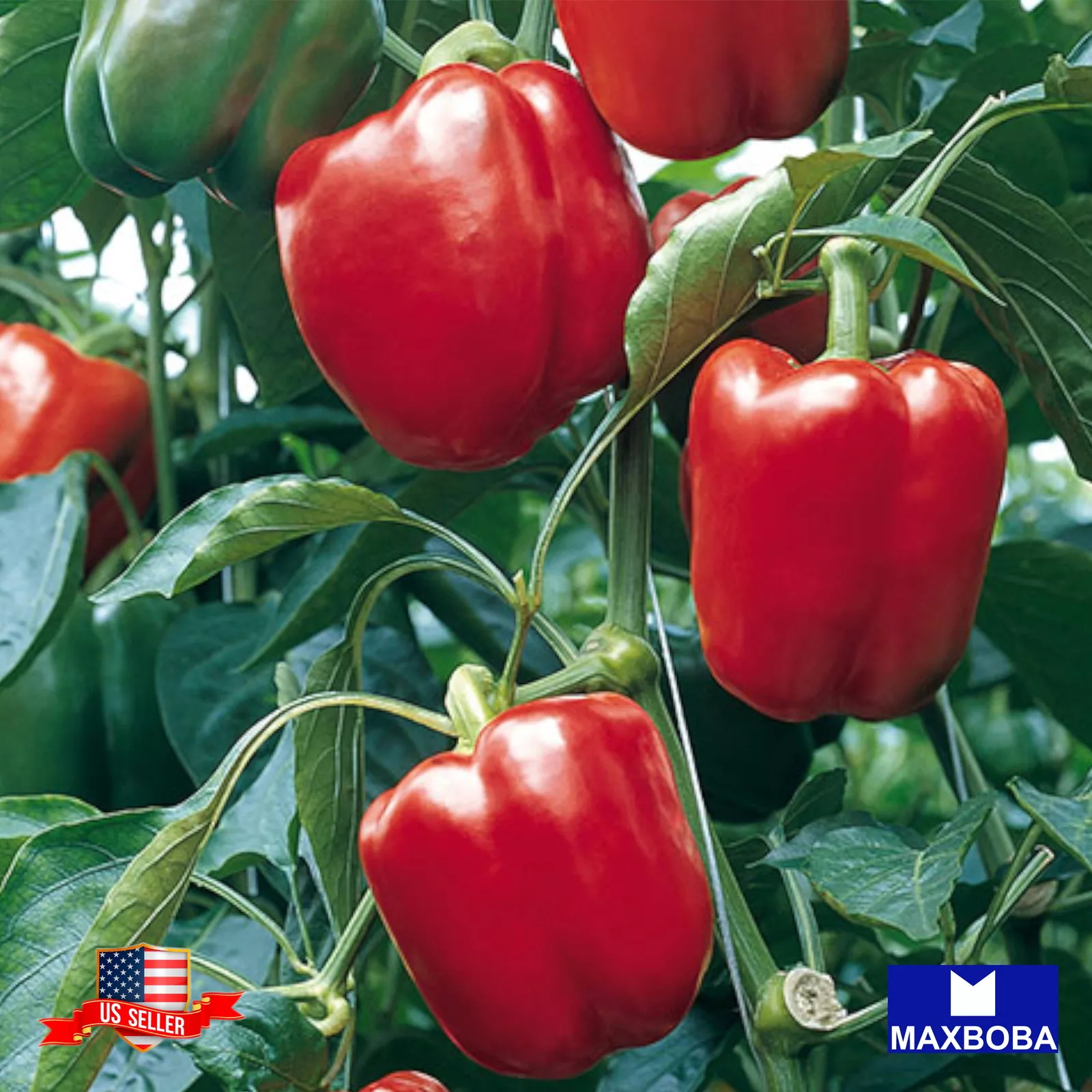 Pepper Fresh  Seeds Sweet Keystone Resistant Giant Non-GMO Heirloom Vege... - $8.32
