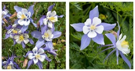 110 seeds Blue Columbines Aquilegia Seeds Balcony Bonsai Plant Flowers Seeds - £14.15 GBP