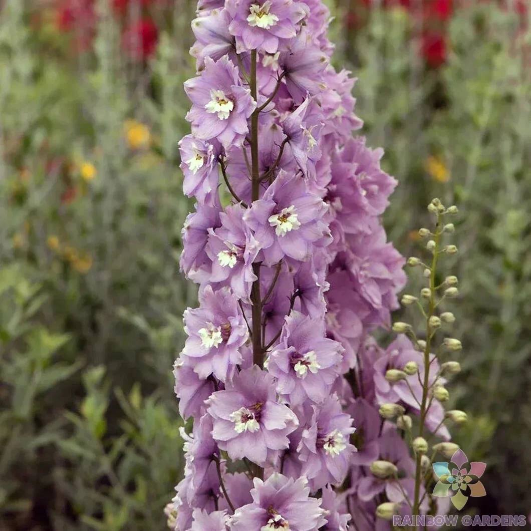 200 Cherry Blossom and White Bee Delphinium Seeds Fresh Seeds - $9.86