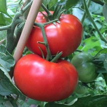 Delicious Tomato Seeds 100 Ct Vegetable World Record Non Gmo Us  - £8.66 GBP