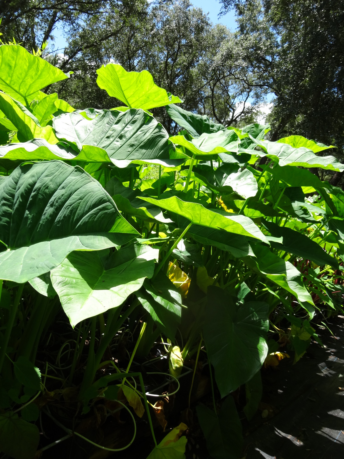 Mary's Giant Elephant Ear / Colocasia / Taro - 4 Inch Size Pot - $1,000.00