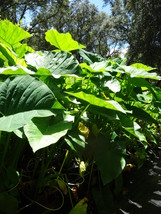 Mary&#39;s Giant Elephant Ear / Colocasia / Taro - 4 Inch Size Pot - £784.73 GBP