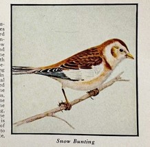Snow Bunting Bird Print 1931 Blue Book Birds Of America Animals Art PCBG21C - $366.80 MXN