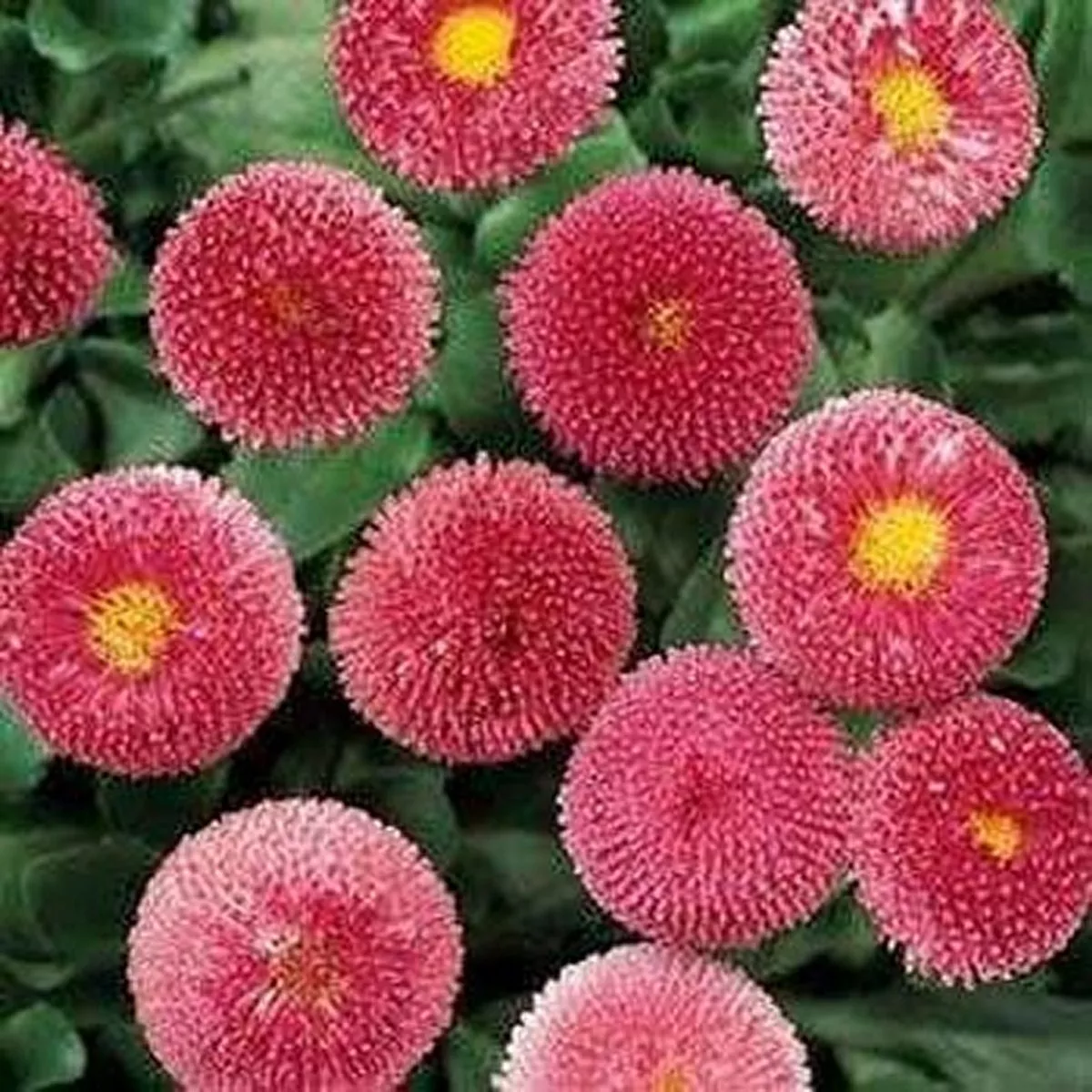 100 Seeds Bellis Rose Seller US - £7.57 GBP