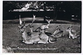 Holland Postcard Hellendoorn De Elf Provinien Hertenkamp Reindeer - $2.96