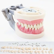 Typodont Model Kilgore Nissin 200 Type Removable Teeth,for Dental Hygiene - £34.86 GBP