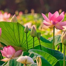 Water Lily Fertilizer Fresh Seeds USA Seller - $13.98