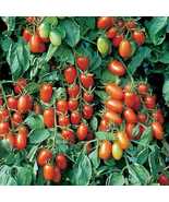 Juliet F1 Hybrid Tomato Seeds 10 Seeds Non-GMO  - £9.47 GBP