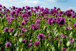 Semilir 450 Seeds Lauren&#39;S Grape Poppy Purple Papaver Bicolor Flower Fast Grow F - £7.23 GBP