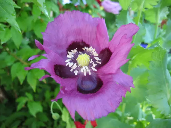 Top Seller 400 Persian Blue Poppy Papaver Flower Seeds - £11.48 GBP