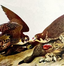 Peregrine Falcon Bird 1950 Lithograph Print Audubon Nature First Edition... - £23.18 GBP