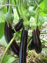 Eggplant, Long Purple ,Heirloom, Organic 25+SEEDS, Delicious Large Tasty Fruit - £1.98 GBP