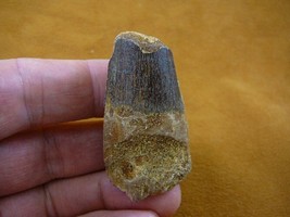(DF233-70) 2 inch Fossil REAL SPINOSAURUS DINOSAUR tooth Jurassic dino f... - £29.20 GBP