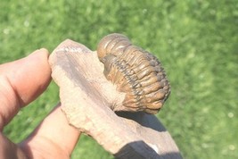 Devonian Crotalocephalina Trilobite Fossil – Authentic Morocco Specimen ... - €80,53 EUR
