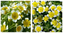 100 seeds Poached Egg Plant Seeds Fresh Garden Seeds - £17.51 GBP