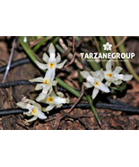 CAPANEMIA MICROMERA MINIATURE ORCHID MOUNTED - $715.62 MXN