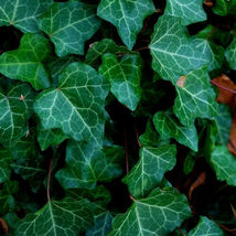 3 Live Plants Green English Ivy Well Rooted Variegated English Ivy Vines - £23.59 GBP