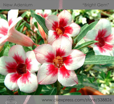 New Fresh Bright Gem Adenium Obesum White Red Herat Desert Rose Seeds Pack 2 See - $4.16