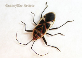 New Man Face Bug Lygaeus Real Beetle Framed Entomology Collectible Shado... - €39,36 EUR