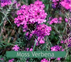 Moss Verbena Purple 200 Seeds   - £4.71 GBP