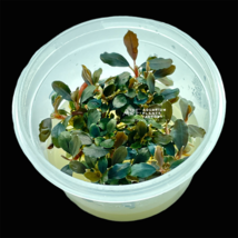 Aquarium Plants Bucephalandra Black Pearl Tissue Culture Cup  - £47.00 GBP