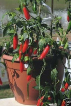Serrano hot pepper, chilli mild chile aji seed 50 SEEDS - £7.04 GBP