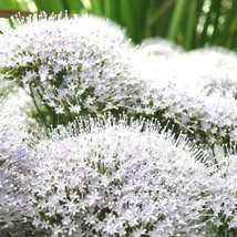 US Seller 25 White Throatwort Trachelium Caeruleum Flower Seeds Fast Shipping - $13.80