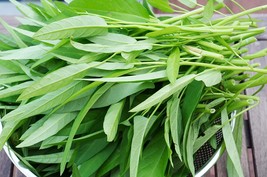 Fresh 500 Ong Choy Seeds To Grow Very Y Water Spinach Iowa Ship From Usa - £17.25 GBP