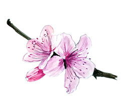 Cherry Blossom Flower Sticker Decal Car Boat Auto SUV RV Camper Tailgate Fender - $6.95+