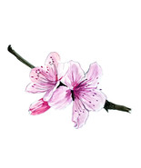 Cherry Blossom Flower Sticker Decal Car Boat Auto SUV RV Camper Tailgate... - $132.10 MXN+