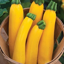 30 Heirloom Golden Zucchini Seeds Squash Seeds Organic Bright Yellow High Yieldi - £11.00 GBP