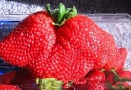 New Fresh Giant Japan Strawberry Seeds - £7.96 GBP