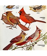 Cardinal Pyrrhuloxia And Other Birds 1966 Color Bird Art Print Nature AD... - $19.99