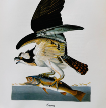 1979 Osprey Raptor Color Plate Print Audubon Birds Of America Art Vintag... - $29.99