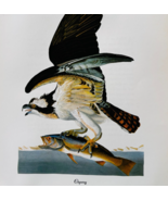 1979 Osprey Raptor Color Plate Print Audubon Birds Of America Art Vintag... - $558.77 MXN