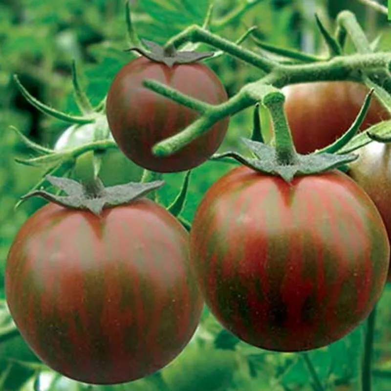 Black Zebra Tomato Seeds Organic S_S - £3.22 GBP