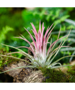 Lonantha Mexican Air Plant 5 PCS Seeds - €14,17 EUR