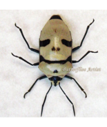 Man Face Bug Eucorysses Grandis Real Beetle Framed Entomology Shadowbox ... - $972.05 MXN