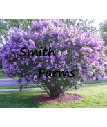 SML 25 Seeds Dark Purple Lilac Tree Perennial Flower Huge Blooms Fast Sh... - €12,14 EUR