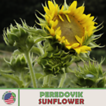 Peredovik Sunflower Seeds, Black Oil, Bird &amp; Deer Attractor Genuine USA 50 Seeds - £8.22 GBP