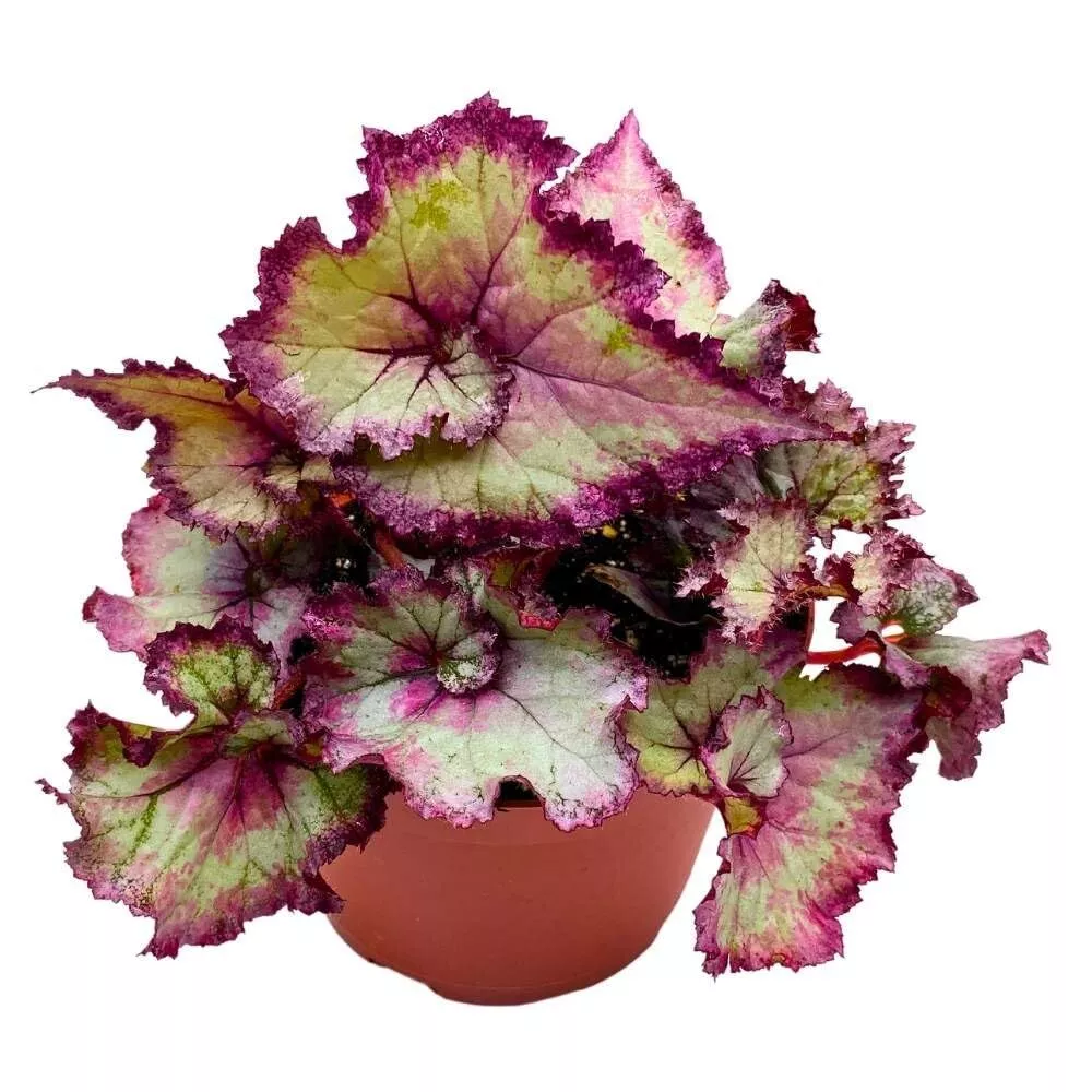 Pink Dreams 6 in Begonia Rex Soft Pink White Spiral Purple Band - £50.07 GBP